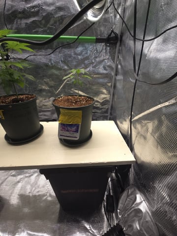 Candy,Punch,Lobsta — vegetative, day 8