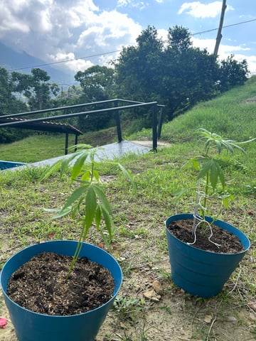 Flora — grow_setup, day 7