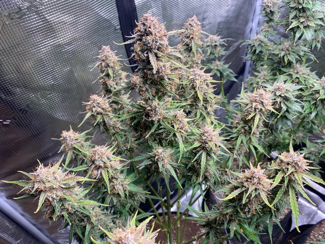 Auto Run #1 2025-2026 — flower, day 99