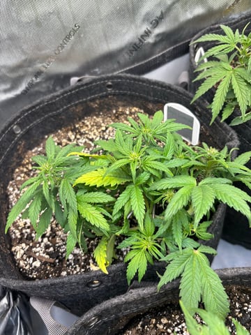 winter 25-26 — vegetative, day 31