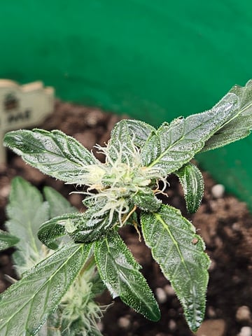 1st plant. Strain: Green Gelato AutoFlower — flower, day 72