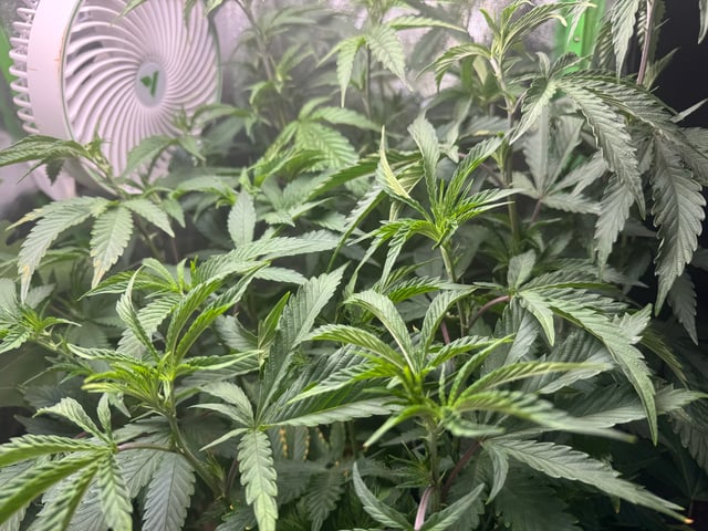 Second Indoor (all Clones) — vegetative, day 22