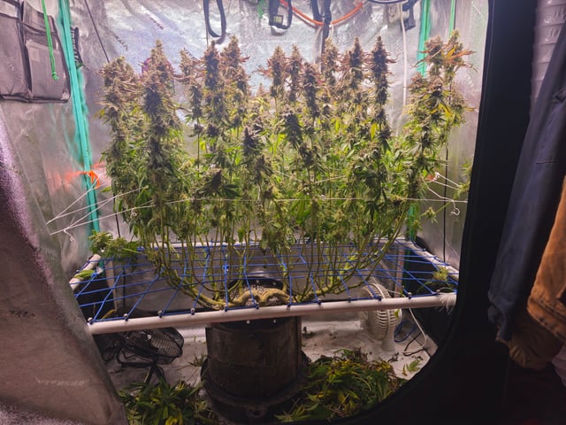 scrog from cut.  — flower, day 90