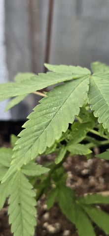 CzechsMex 2.0 — vegetative, day 62