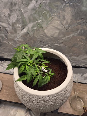 Funk Mtn (Mother) — vegetative, day 23