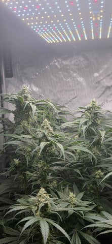 strawberry guava bx — flower, day 10