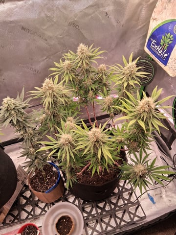 fruity pebbles, cap junky — flower, day 100