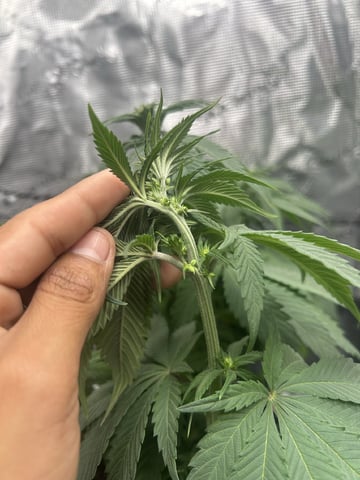 2025-26 harvest INDOOR — flower, day 91