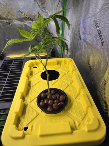 GLOOKIES — grow_setup, day 9