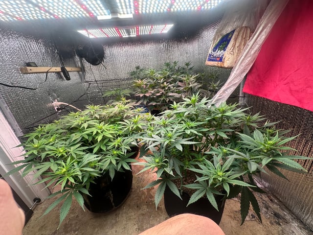 Gelly Mama and Sugar Tree — flower, day 90