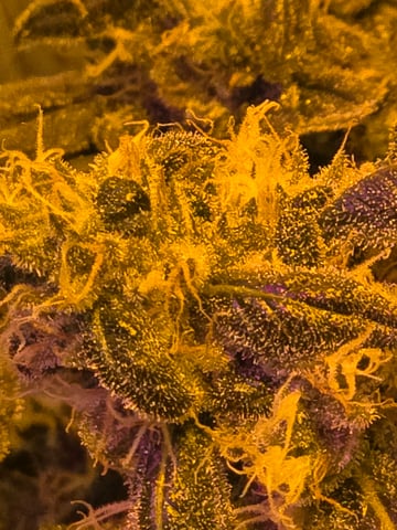 fruitstripe-x-breathworks VS Tropical cherry vs kush cake. vs og haze — flower, day 95