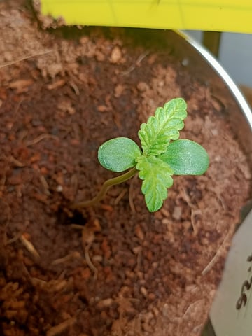 Jeanne — seedling_rooting, day 10