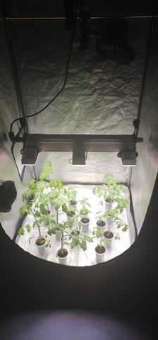 Cookies Usa — seedling_rooting, day 10