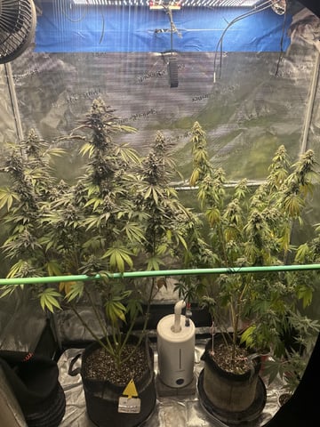 Oreo_BMG#2 — flower, day 18