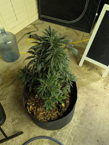 October Start — harvest, day 129