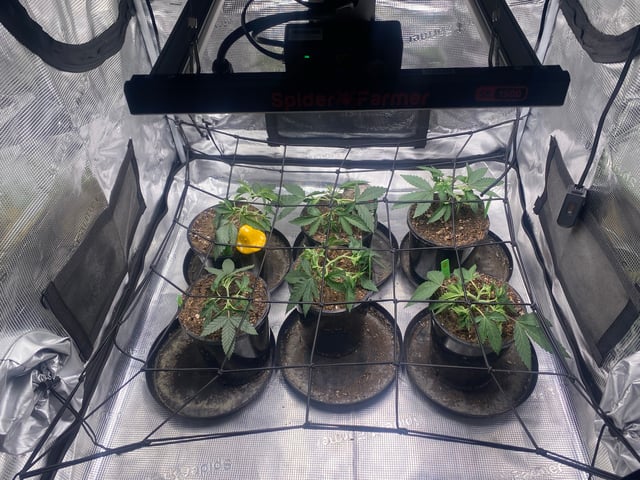 Solfire Gardens Grow — vegetative, day 33