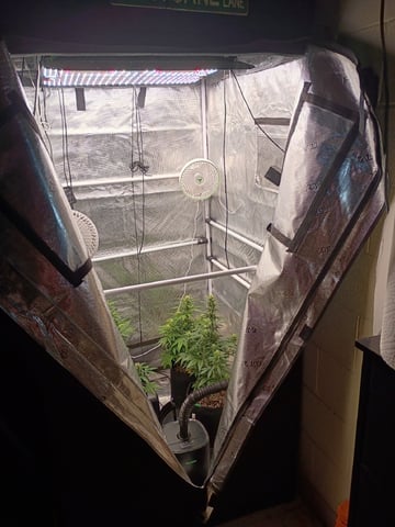 FastBuds-Auto Mix Pack-Quad Mystery — flower, day 43