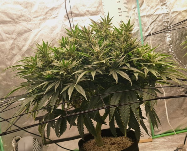 Gorilla Girl Autopot — flower, day 152
