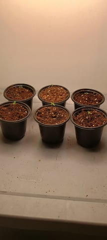 Lokie OG x Permanent Marker — seedling_rooting, day 1