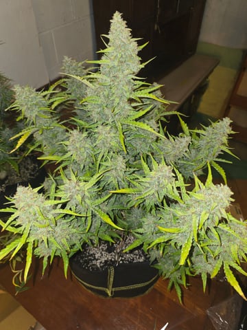 First Autoflower Indoor — flower, day 33