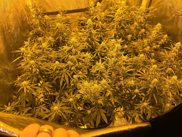 3rd Auto Grow — flower, day 71