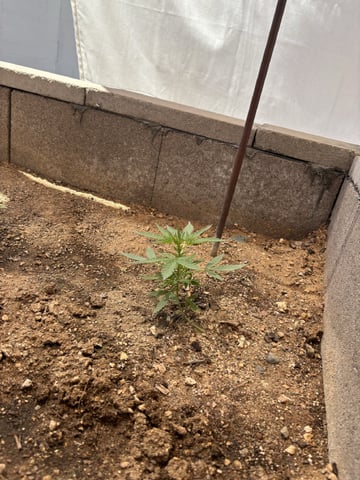 2 Mystery And Special Queen One Auto  — vegetative, day 29