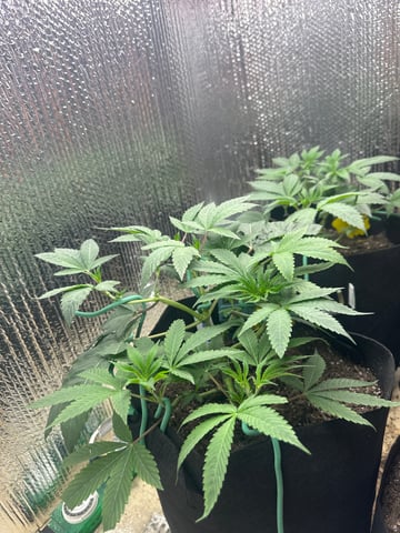 trying some bag seeds — vegetative, day 11