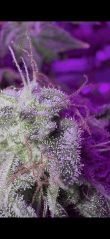 OG Kush — flower, day 144