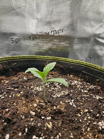 A chill grow in the small tent — vegetative, day 13