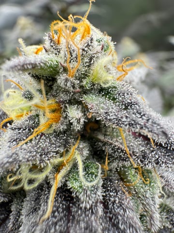 Master Kush RBX — flower, day 172