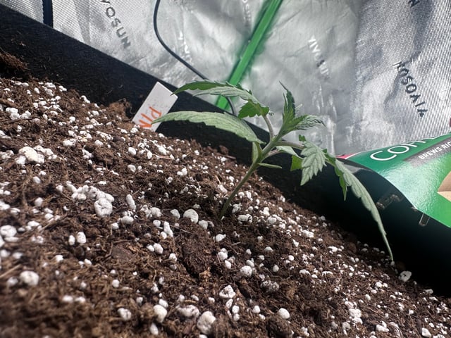 Pine (Auto) 2025 - 0 — seedling_rooting, day 20