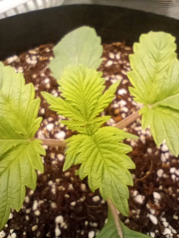 Pineapple Trainwreck  — vegetative, day 18