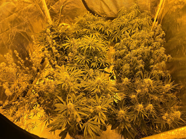 Autos AGAIN — flower, day 59