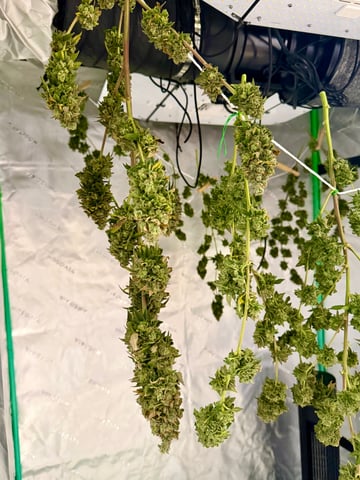 Bluntz Grow — flower, day 98