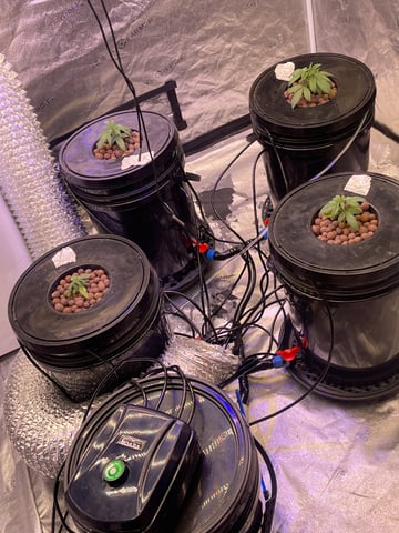 1st Ever Grow (Fat Bastard)(RDWC)  — vegetative, day 25