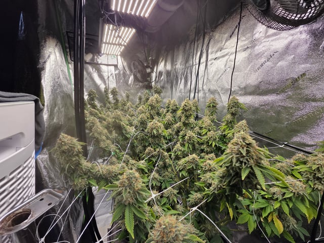 new bee's  — vegetative, day 31