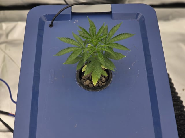 Laundry Shaman — vegetative, day 23