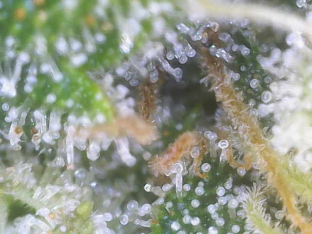 Experiment Time — flower, day 74