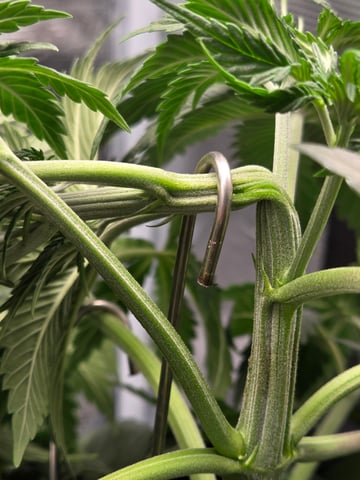 second grow — vegetative, day 27