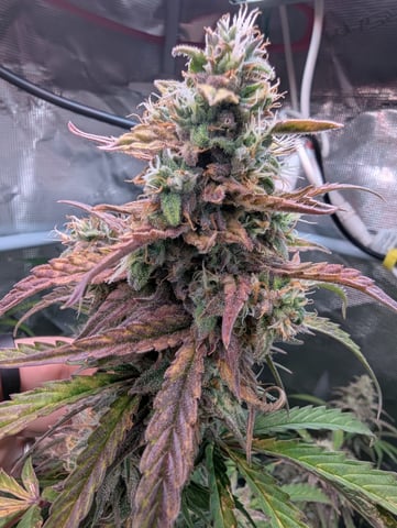 Control Plant — flower, day 97