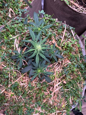 1.75 — flower, day 44