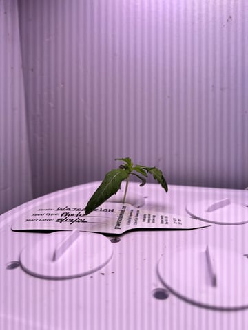 Inside Mother Plants — seedling_rooting, day 15