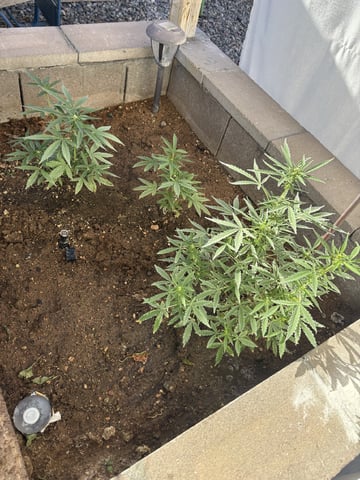 Fast Buds Auto And Special Queen Auto — flower, day 46
