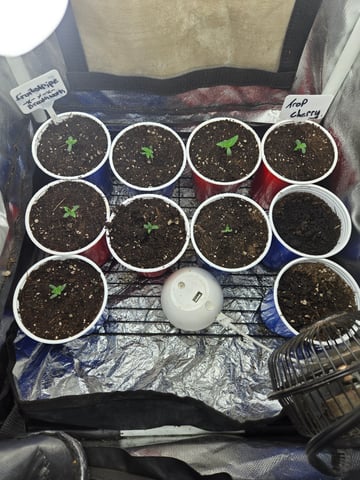 fruitstripe-x-breathworks VS Tropical cherry vs kush cake. vs og haze — seedling_rooting, day 9