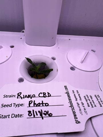 Inside Mother Plants — seedling_rooting, day 15