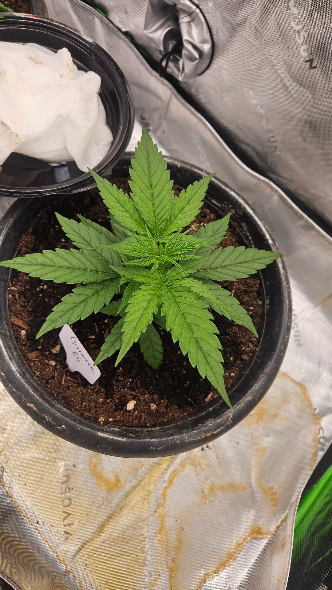 Alaska Thunder Fuck outdoors