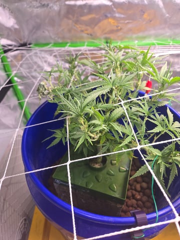 Fastbuds Autoflower Run — flower, day 50