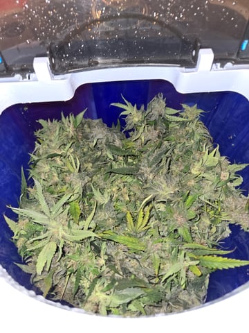 Fastbuds Autoflower Run — harvest, day 90