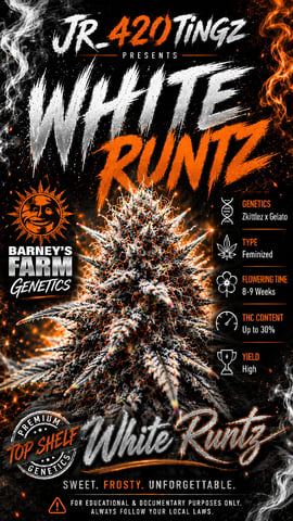 White Runtz (Barney’s Farm) — harvest, day 130
