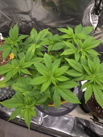 Barney's Farm - Pink Mist — vegetative, day 54